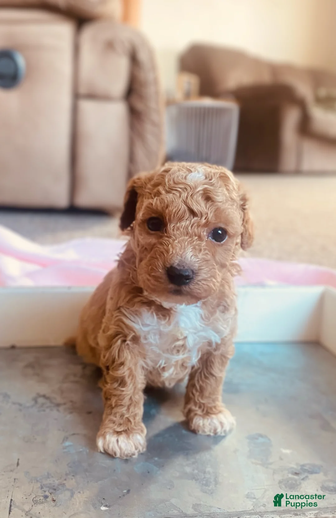 Toy Poodle dogs for sale: LITTLE ARCHIE - Ad 25