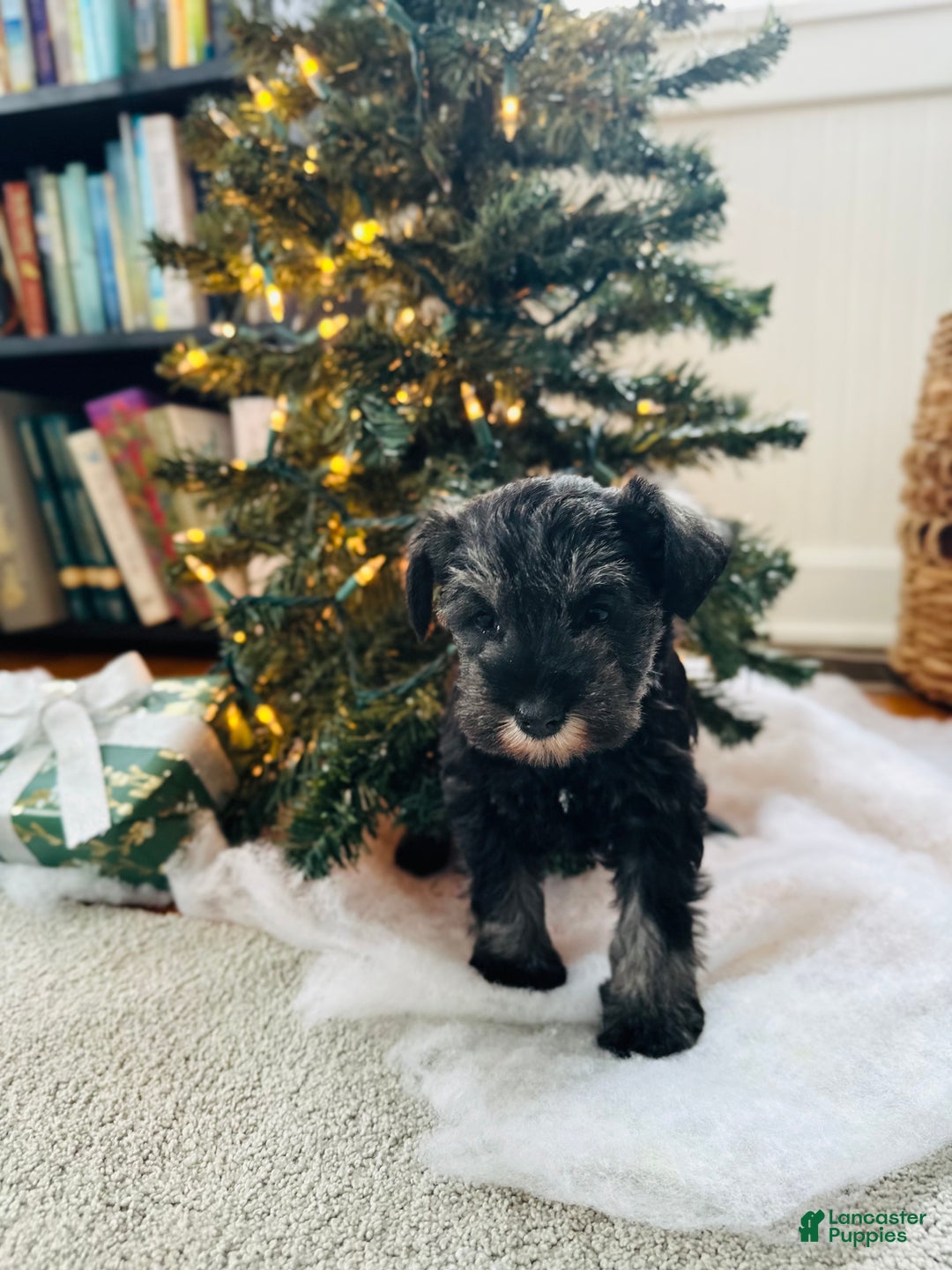 Miniature Schnauzer dogs for sale: Izzy - Ad 2