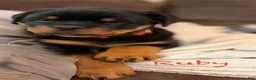 Rottweiler dogs for sale: Ruby - Ad 3