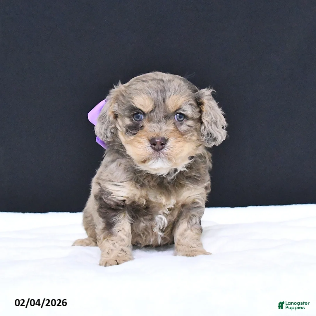 Cavapoo dogs for sale: Zoey - Ad 4