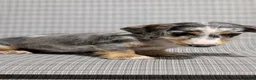 Miniature Dachshund dogs for sale: Kita - Ad 7