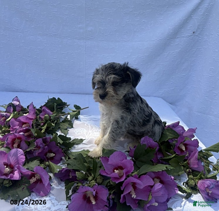 Miniature Schnauzer dogs Hunter - Ad 1