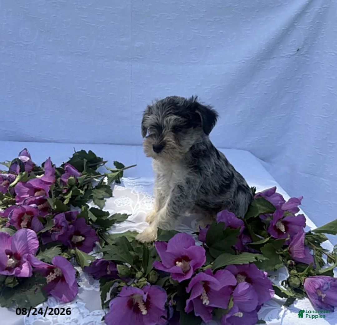 Miniature Schnauzer dogs for sale: Hunter - Ad 1