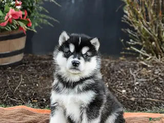 Alaskan Malamute dogs Jet - Ad 4
