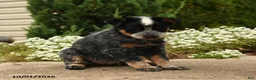 Australian Cattle Dog dogs for sale: Collin - Ad 3