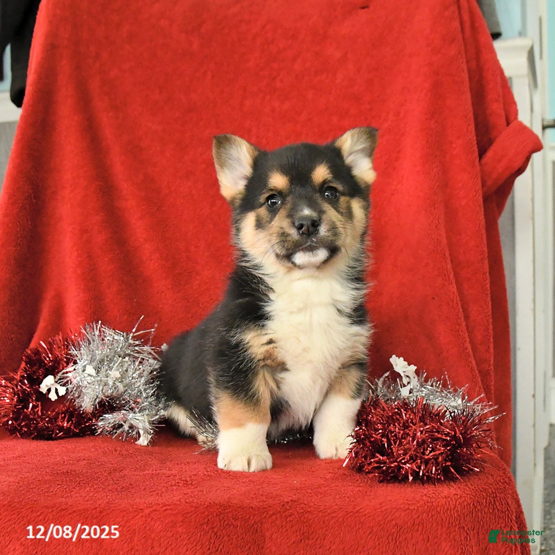 Welsh Corgi Pembroke dogs for sale: Jethro - Ad 1