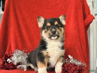 Welsh Corgi Pembroke dogs Jethro - Ad 9