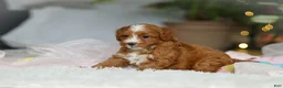 Cavapoo dogs for sale: Maya - Ad 4