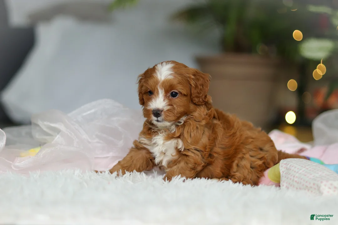 Cavapoo dogs for sale: Maya - Ad 4