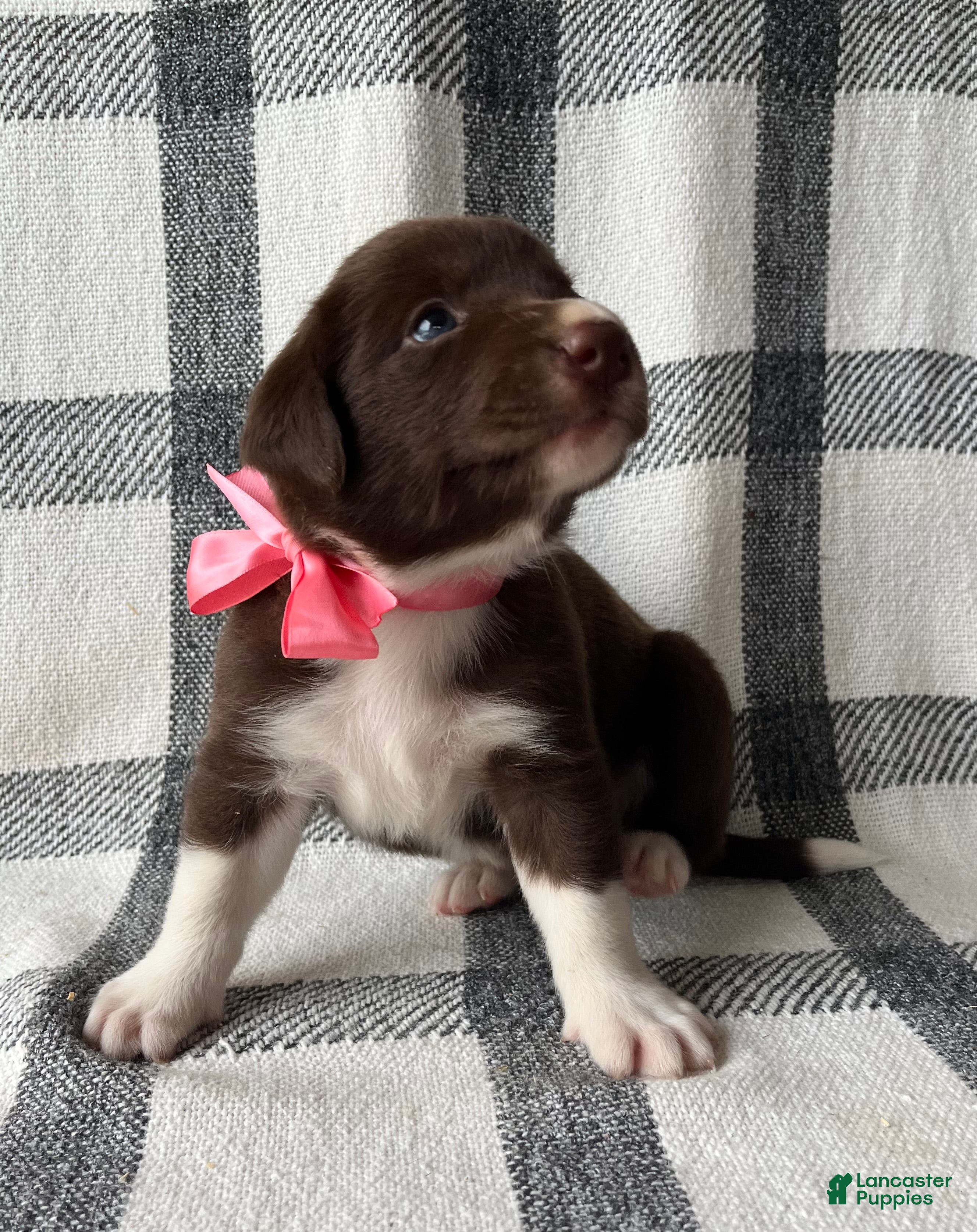 Mixed Breed dogs Gracie - Ad 2