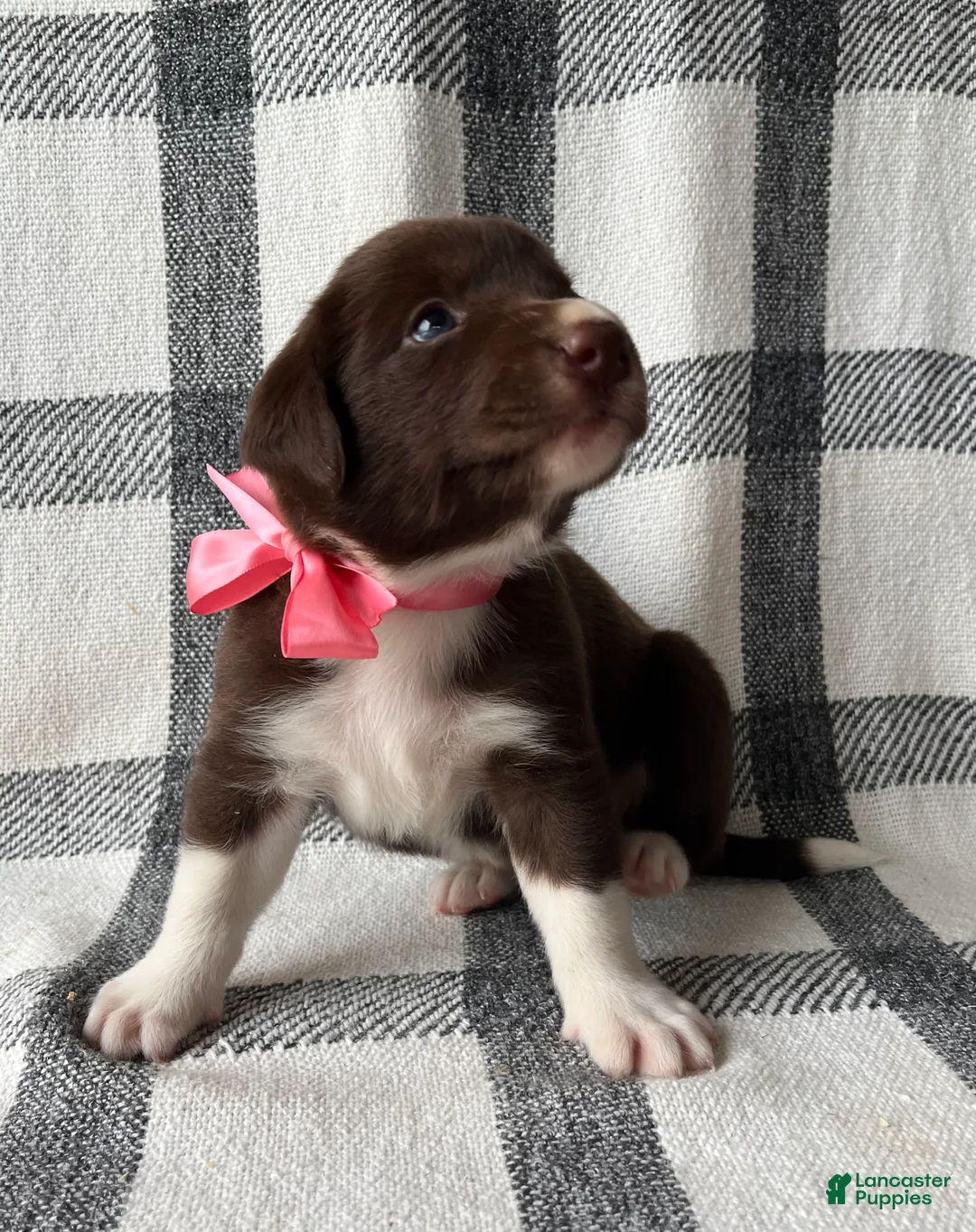 Mixed Breed dogs for sale: Gracie - Ad 2