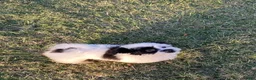 Mixed Breed dogs for sale: Mixed Breed 1 - Ad 5