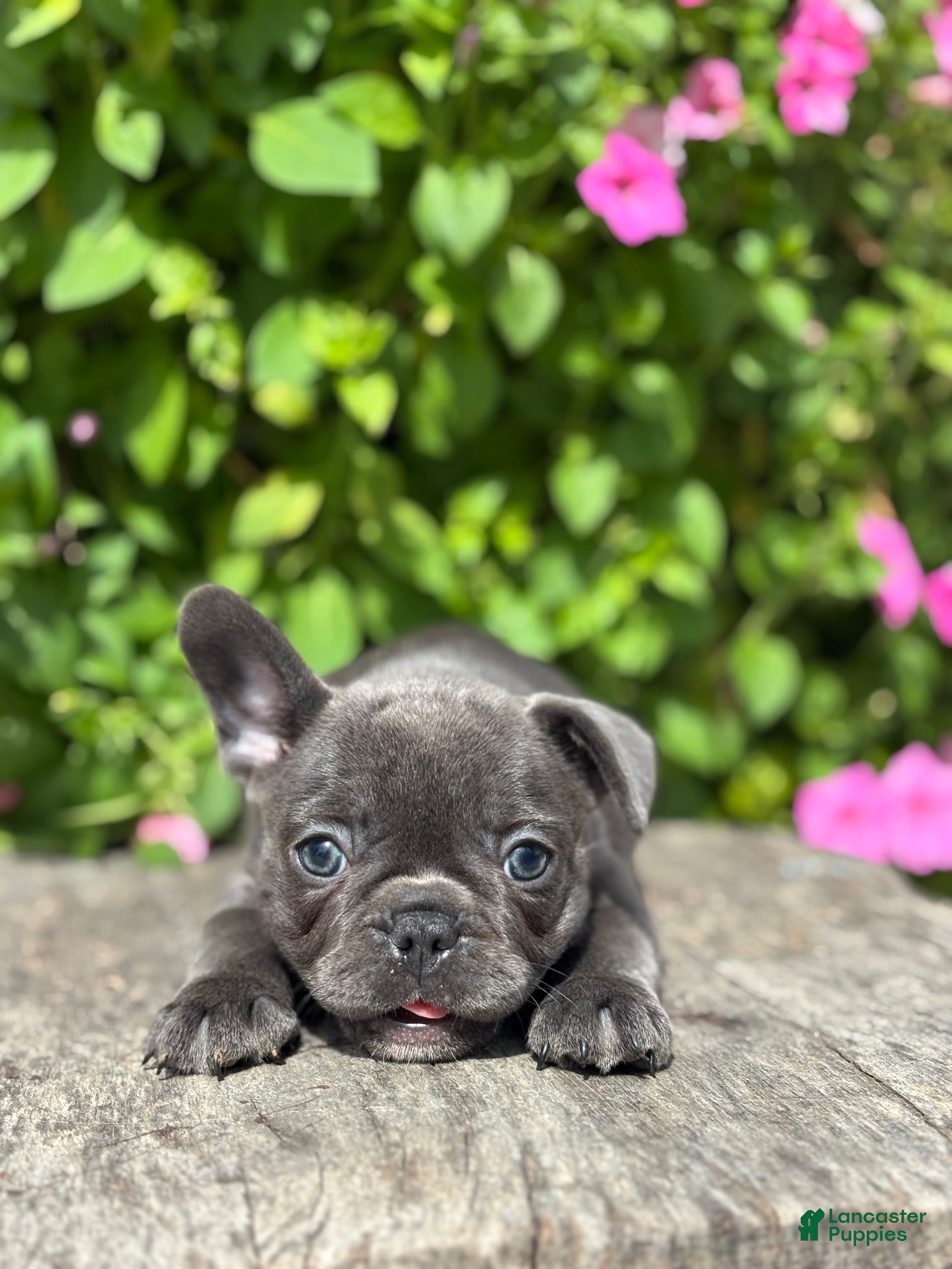 French Bulldog dogs Stella - Ad 1