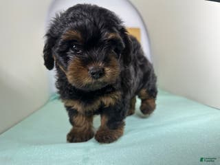 Yorkshire Terrier dogs King - Ad 12