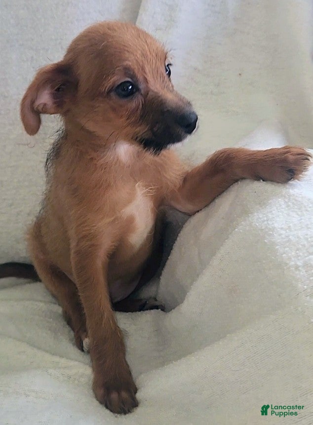 Mixed Breed dogs Timmy - Ad 2