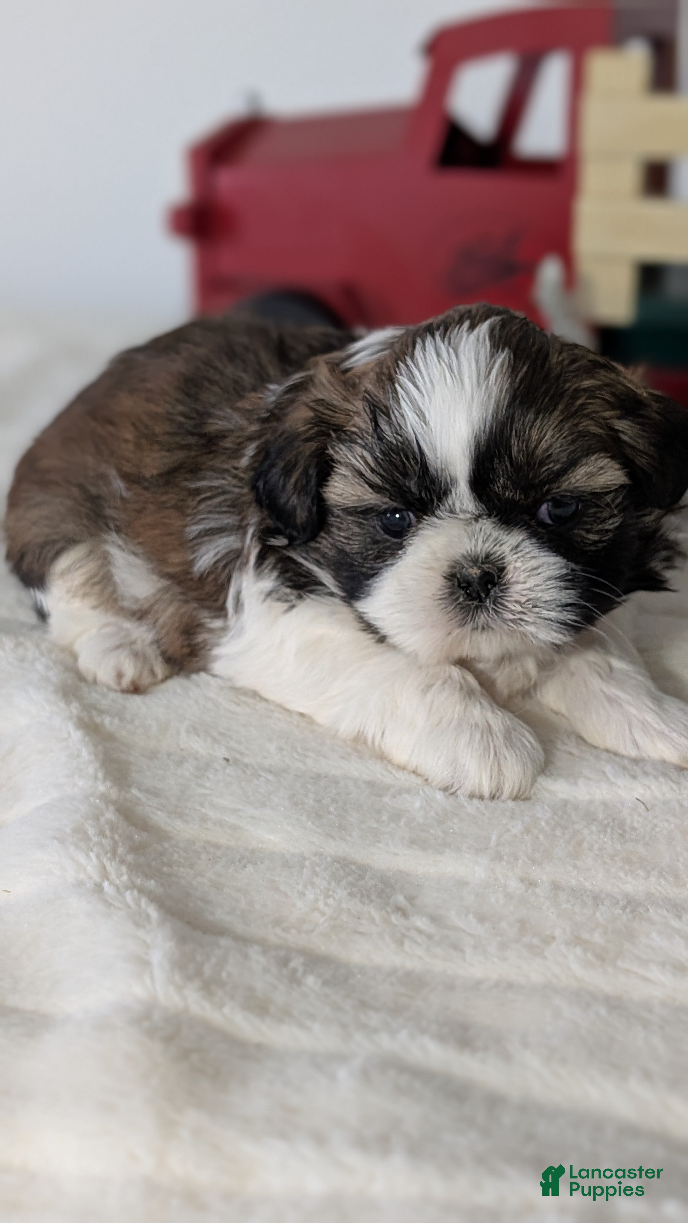 Shih Tzu dogs Turbo - Ad 7