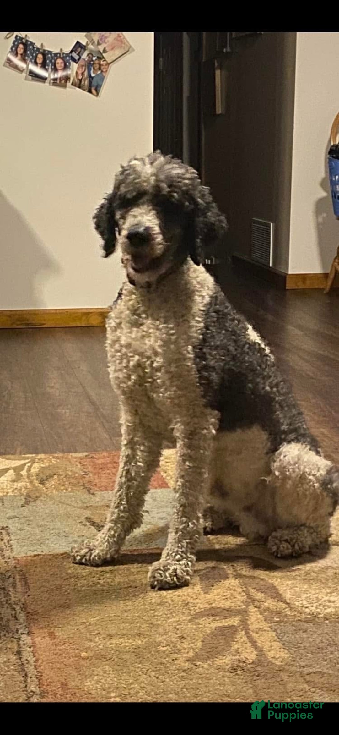 Goldendoodle dogs for sale: Red - Ad 5