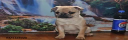 Pug dogs for sale: Beaula - Ad 10