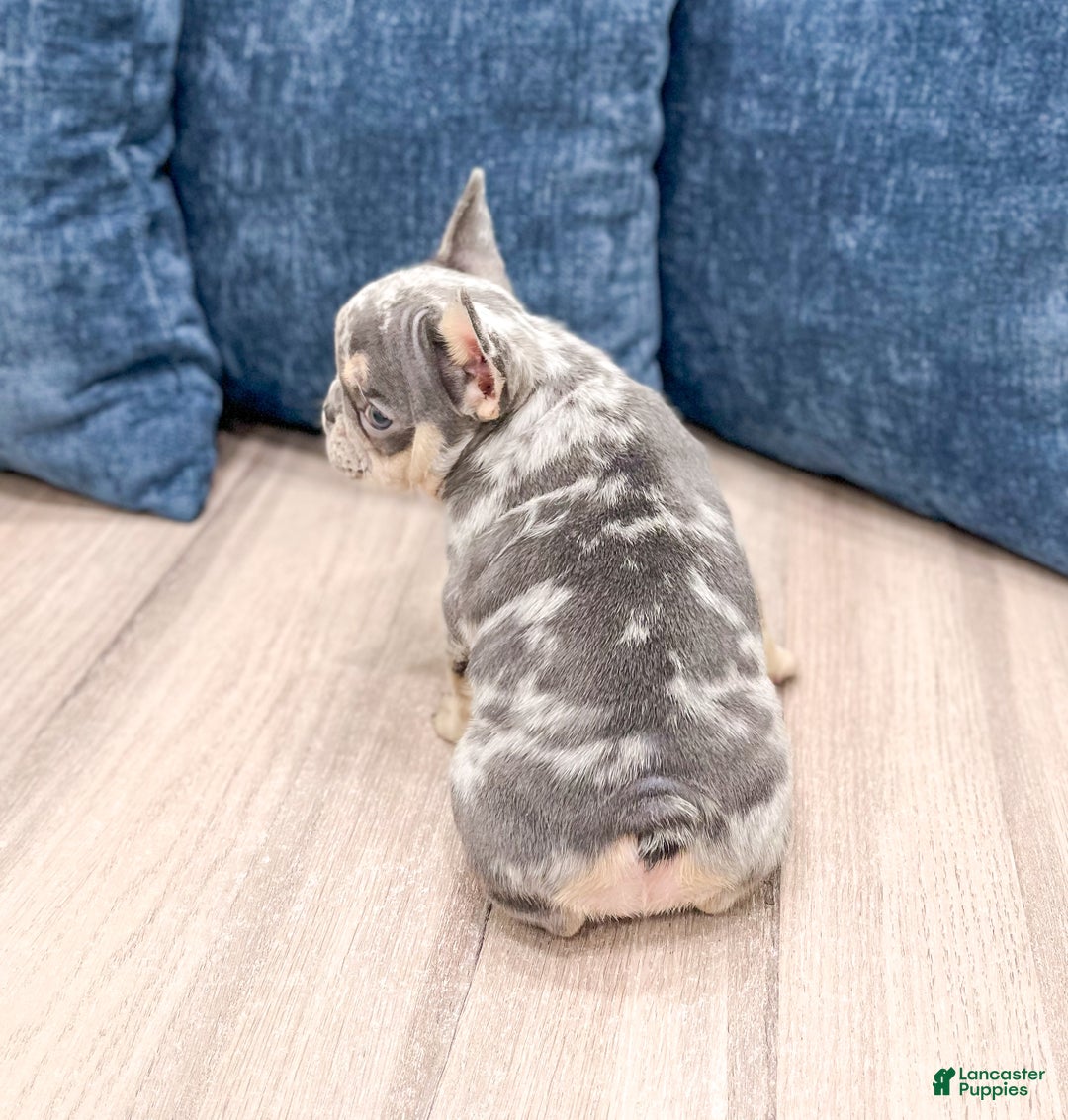 French Bulldog dogs for sale: Gracie - Ad 5