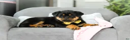 Rottweiler dogs for sale: Storm - Ad 13
