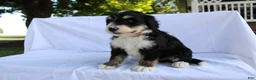 Bernedoodle dogs for sale: Shooter - Ad 4