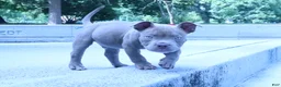 American Bully dogs for sale: Haze - Ad 4