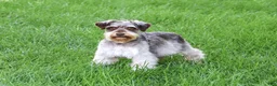 Miniature Schnauzer dogs for sale: Esme - Ad 6