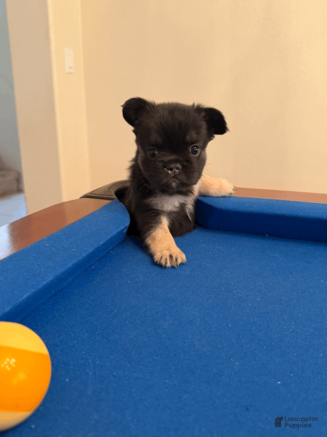 French Bulldog dogs for sale: French Bulldog Puppy 3 - Ad 2