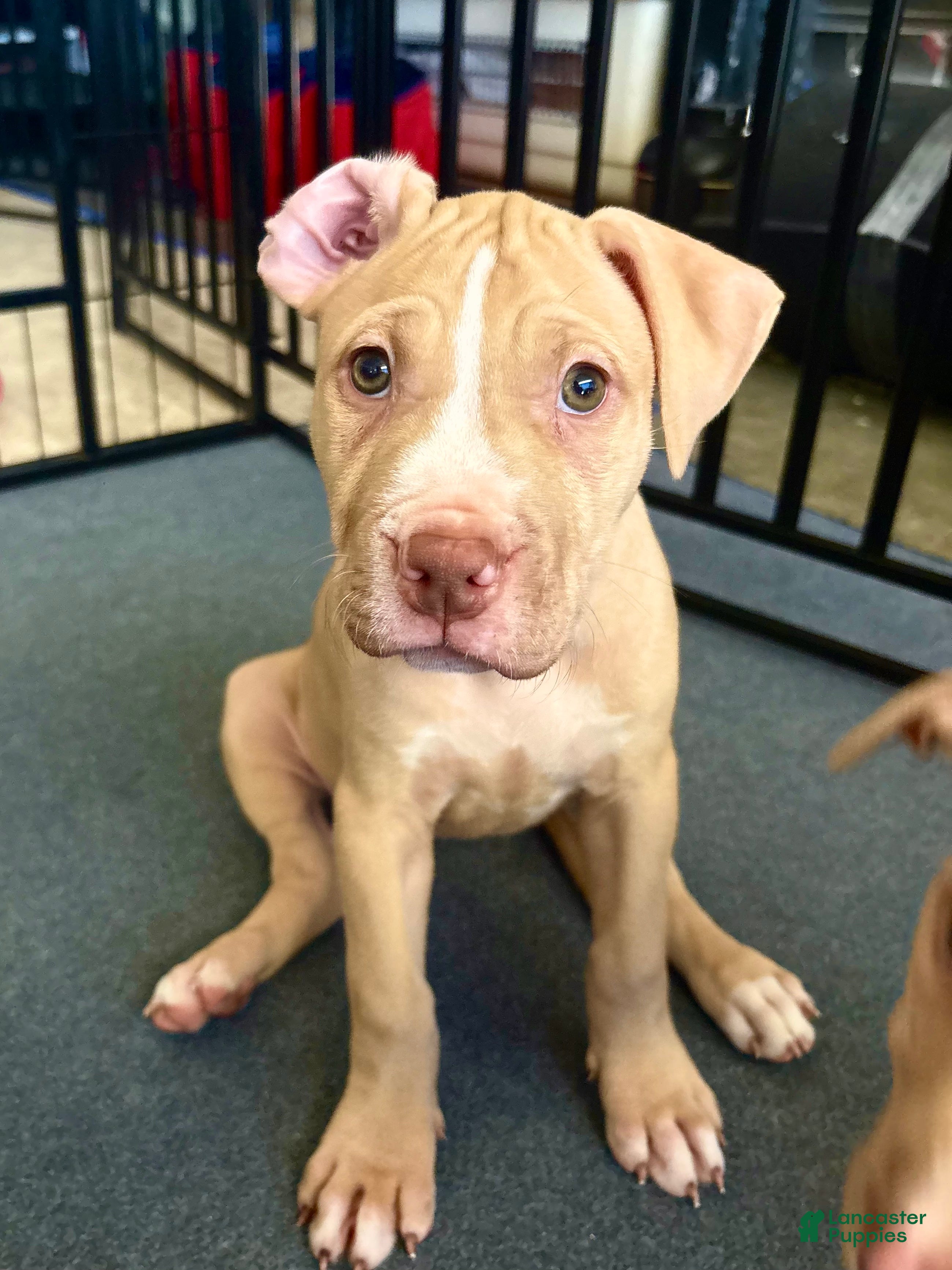 American Pit Bull Terrier dogs Daizy (UKC and ADBA) - Ad 8