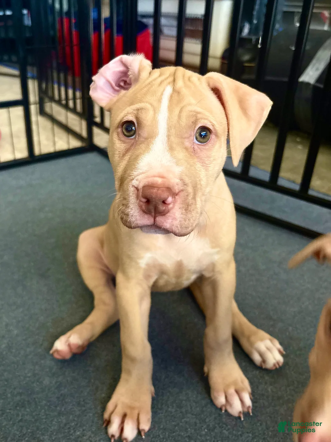 American Pit Bull Terrier dogs for sale: Daizy (UKC and ADBA) - Ad 1