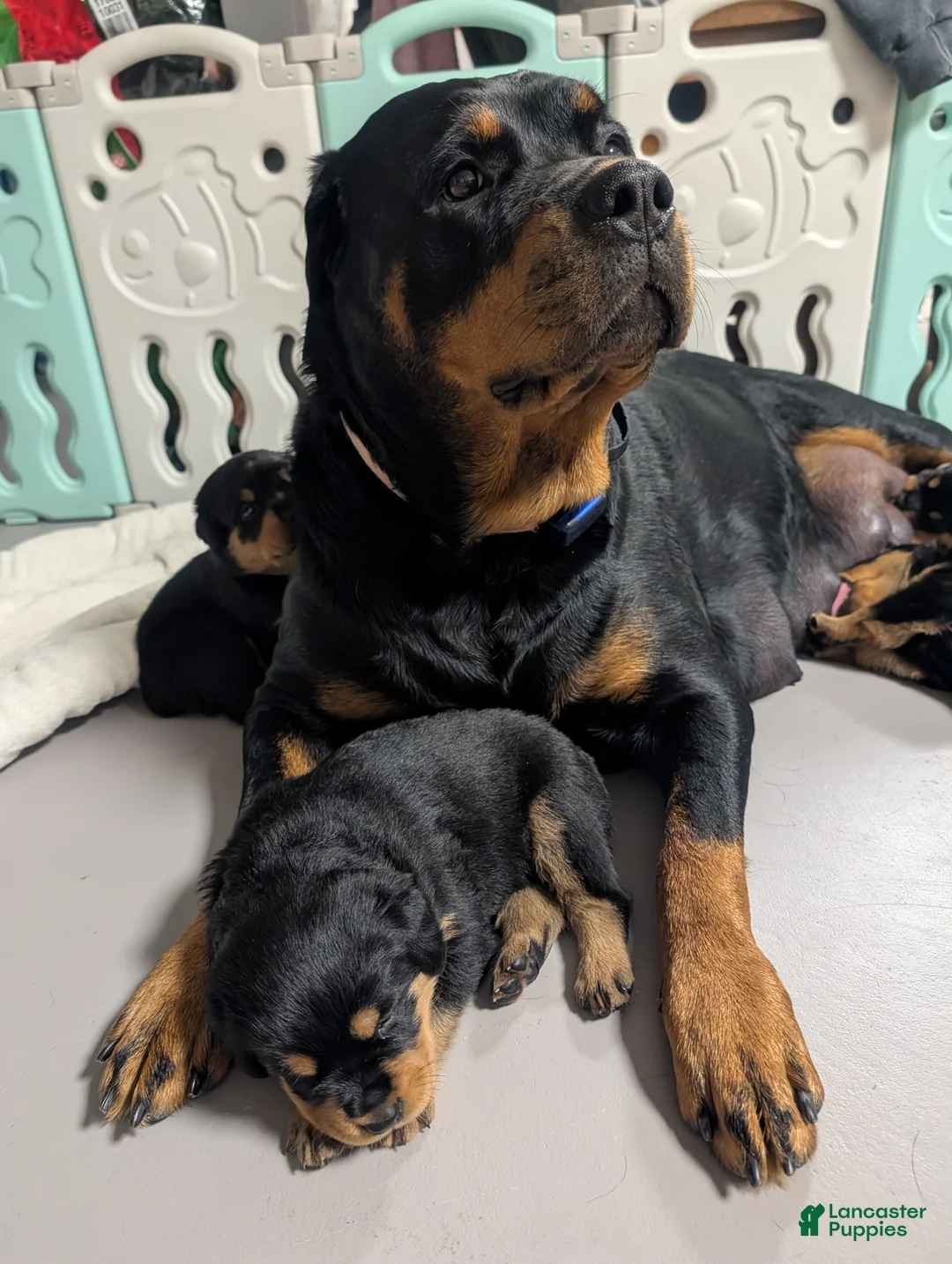 Rottweiler dogs for sale: Rottweiler Puppy 7 - Ad 6