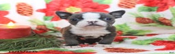 Boston Terrier dogs for sale: Hazel - Ad 5