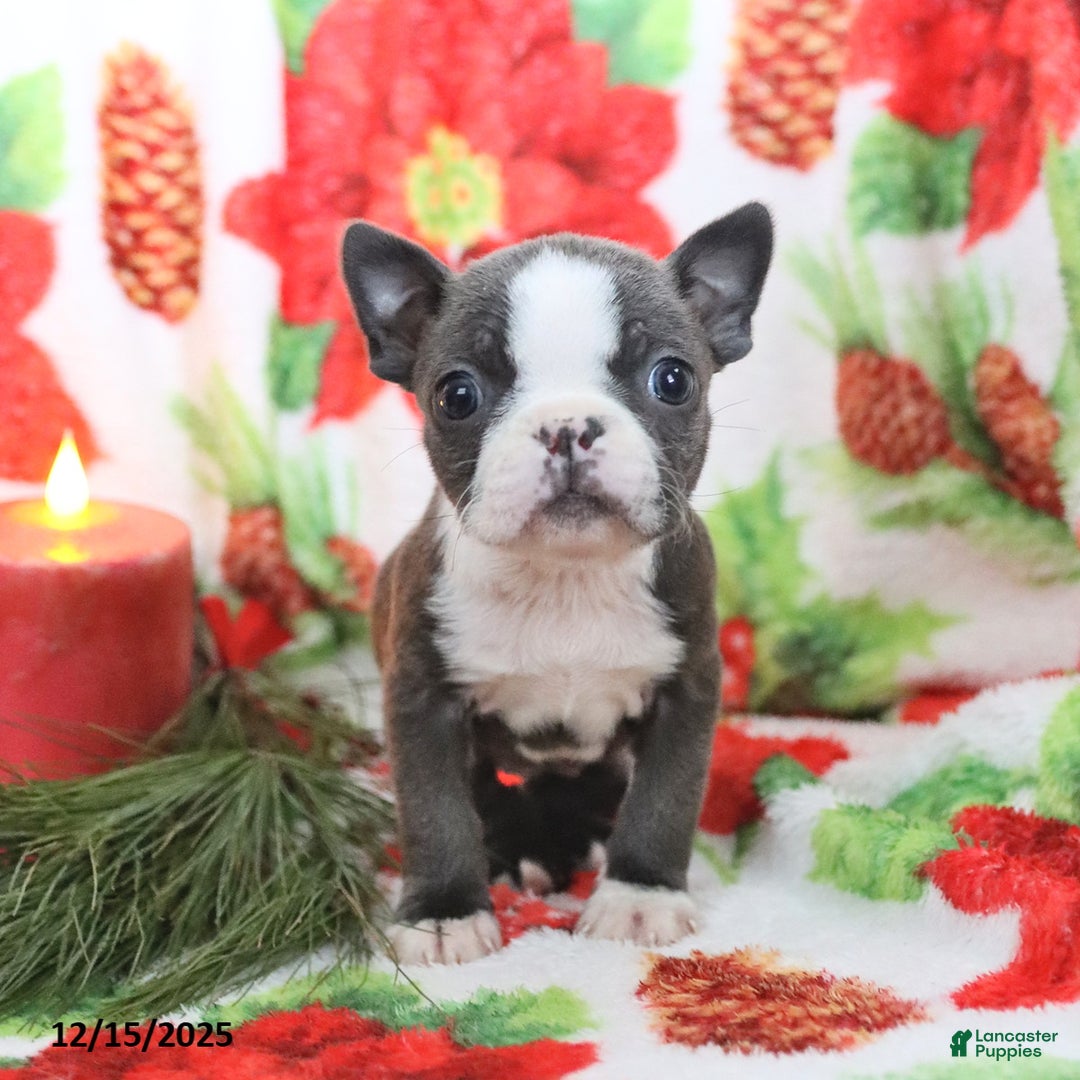 Boston Terrier dogs for sale: Hazel - Ad 5