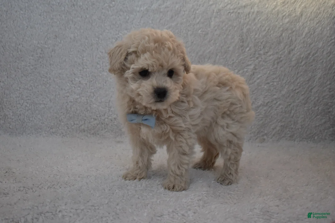 Mixed Breed dogs for sale: Teddy  - Ad 2