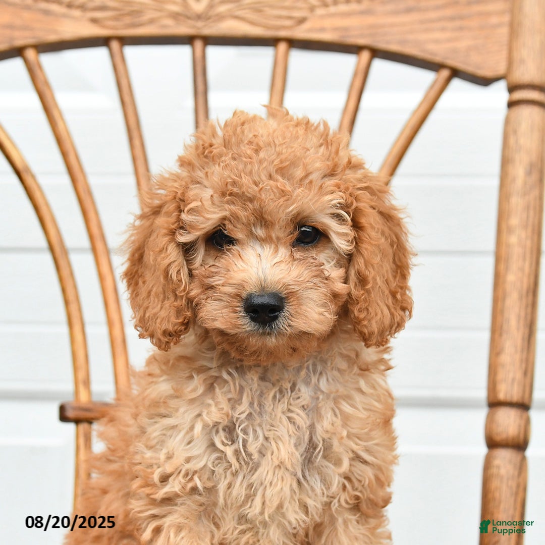 Cockapoo dogs for sale: Faith - Ad 18