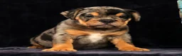 Beabull dogs for sale: Clark - Ad 2