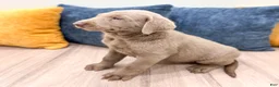 Labrador Retriever dogs for sale: Misty - Ad 4