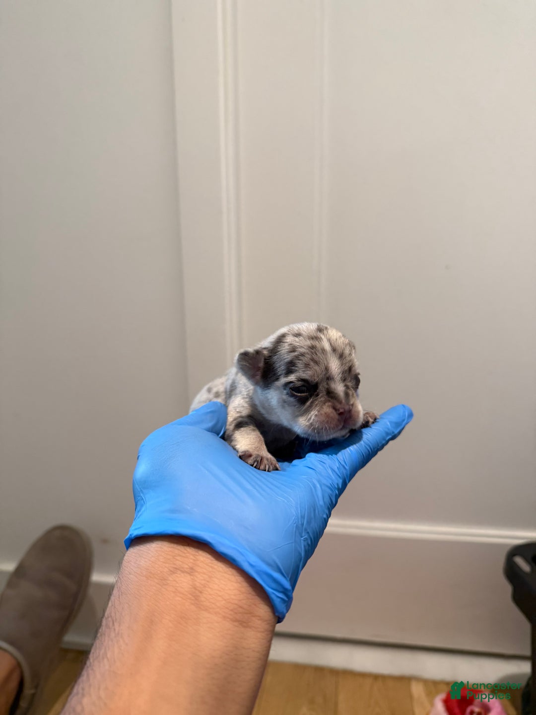 French Bulldog dogs for sale: Stormie - Ad 15