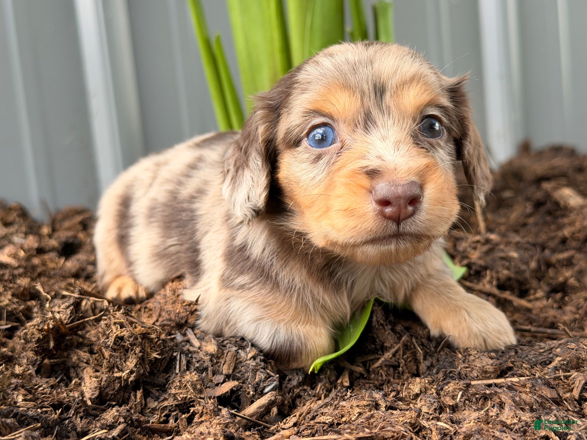 Dachshund dogs Ginger  - Ad 1