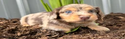 Dachshund dogs for sale: Ginger  - Ad 1