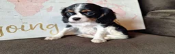 Cavalier King Charles Spaniel dogs for sale: Sadie  - Ad 3