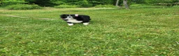 Miniature Australian Shepherd dogs for sale: Harvey - Ad 12