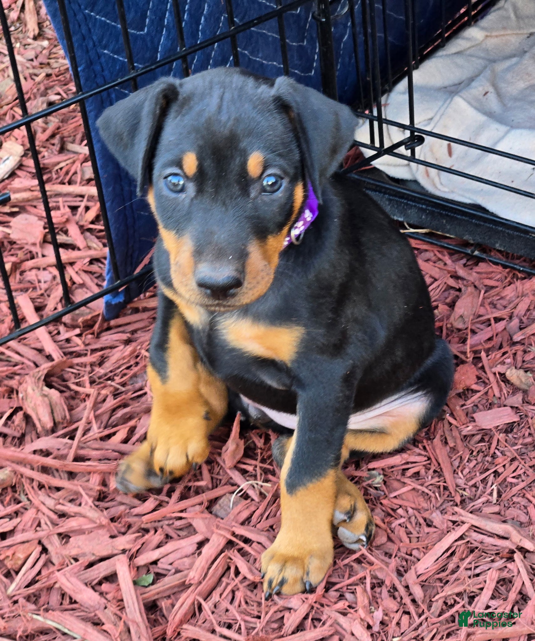 Doberman Pinscher dogs Doberman Pinscher Puppy 2 - Ad 2