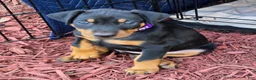 Doberman Pinscher dogs for sale: Doberman Pinscher Puppy 2 - Ad 2