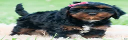 Cavapoo dogs for sale: Millie - Ad 3