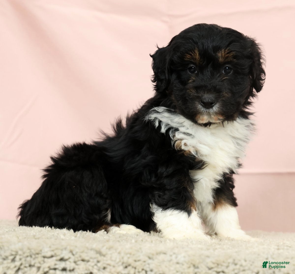 Mini Aussiedoodle dogs Arnold - Ad 1