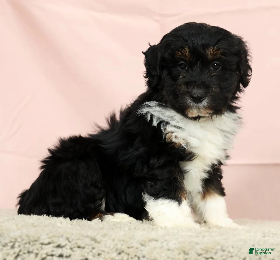 Mini Aussiedoodle dogs for sale: Arnold - Ad 1