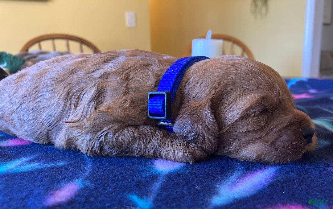 Labradoodle dogs for sale: Maverick - Ad 4