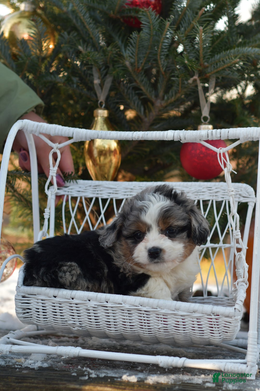 Mini Aussiedoodle dogs for sale: Goose - Ad 3