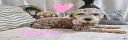 Miniature Poodle dogs for sale: Armstrong J. - Ad 9